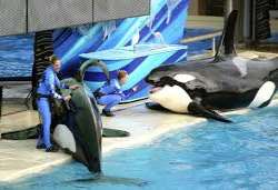 Shamu was SeaWorld San Diego's very first orca wha Shamu was SeaWorld San Diego's very first orca whale. She was captured by a fisherman near the end of 1965 and lived at SeaWorld until her death in 19